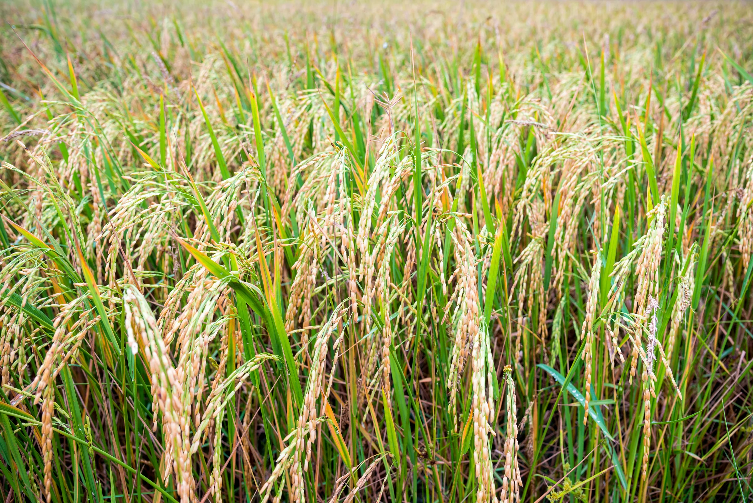 The Story Behind Amazon's Carbon Credit Deal with The Good Rice Alliance in India